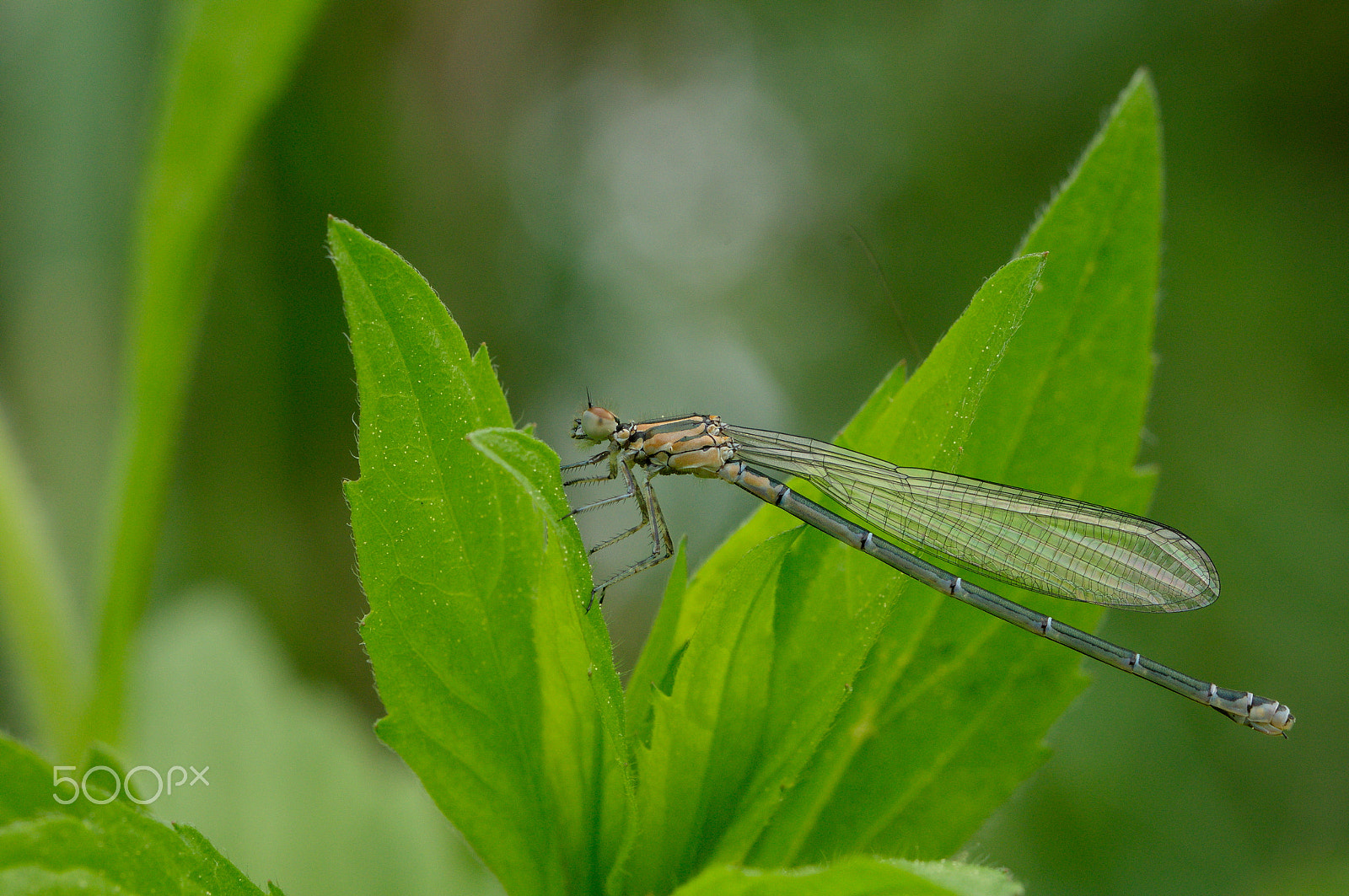 Sony SLT-A57 + Tamron SP 90mm F2.8 Di VC USD 1:1 Macro sample photo. Dsc photography