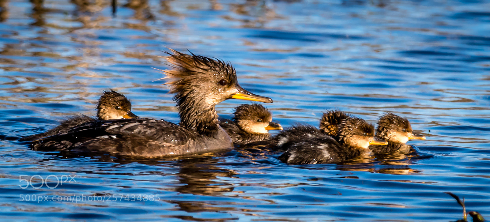 Nikon D500 sample photo. The male hooded mergansers photography
