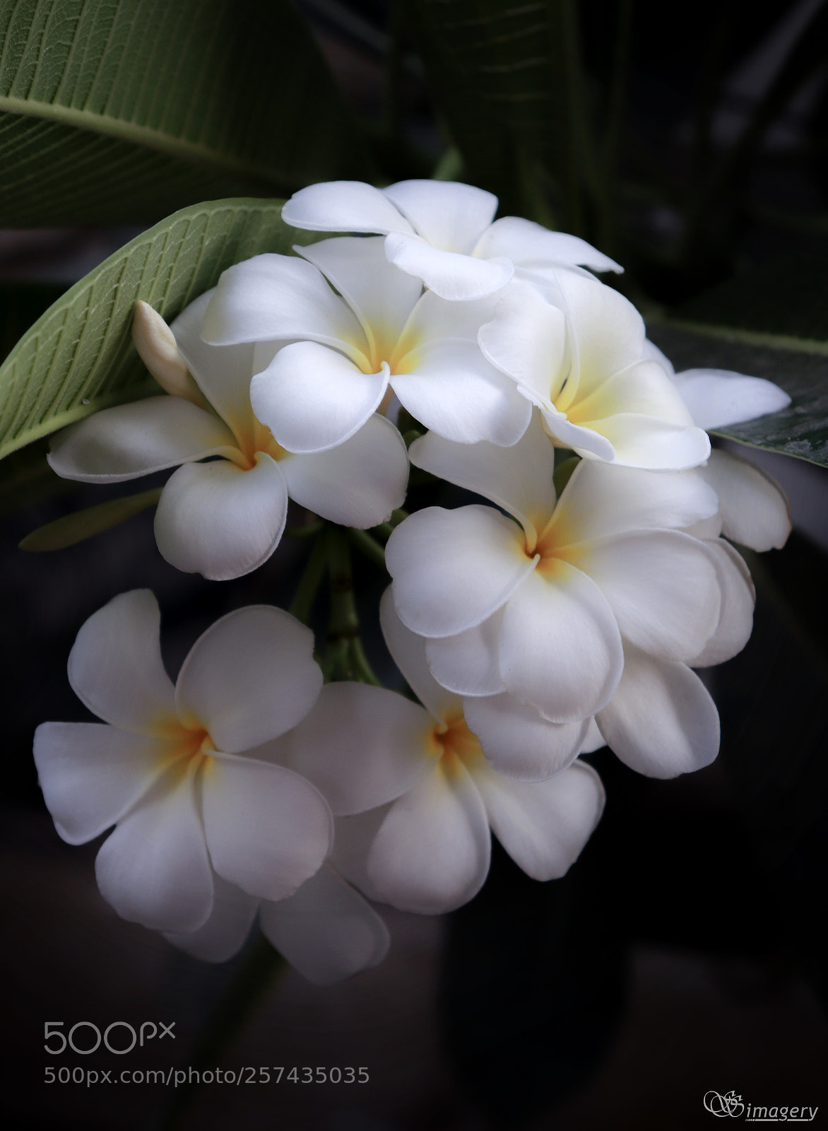 Canon EOS 200D (EOS Rebel SL2 / EOS Kiss X9) sample photo. Frangipani photography