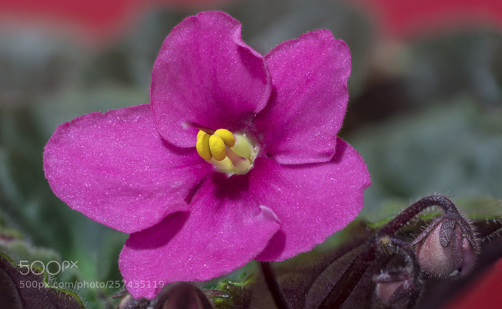 Sony a7R II sample photo. Aintpaulia ionantha flower opened photography