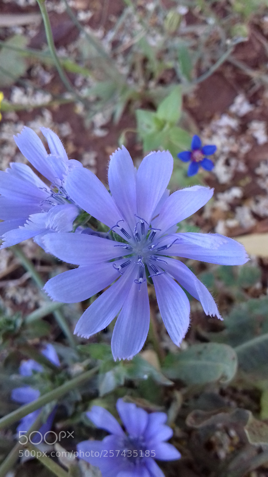 Samsung Galaxy J3(2016) sample photo. Untitled photography