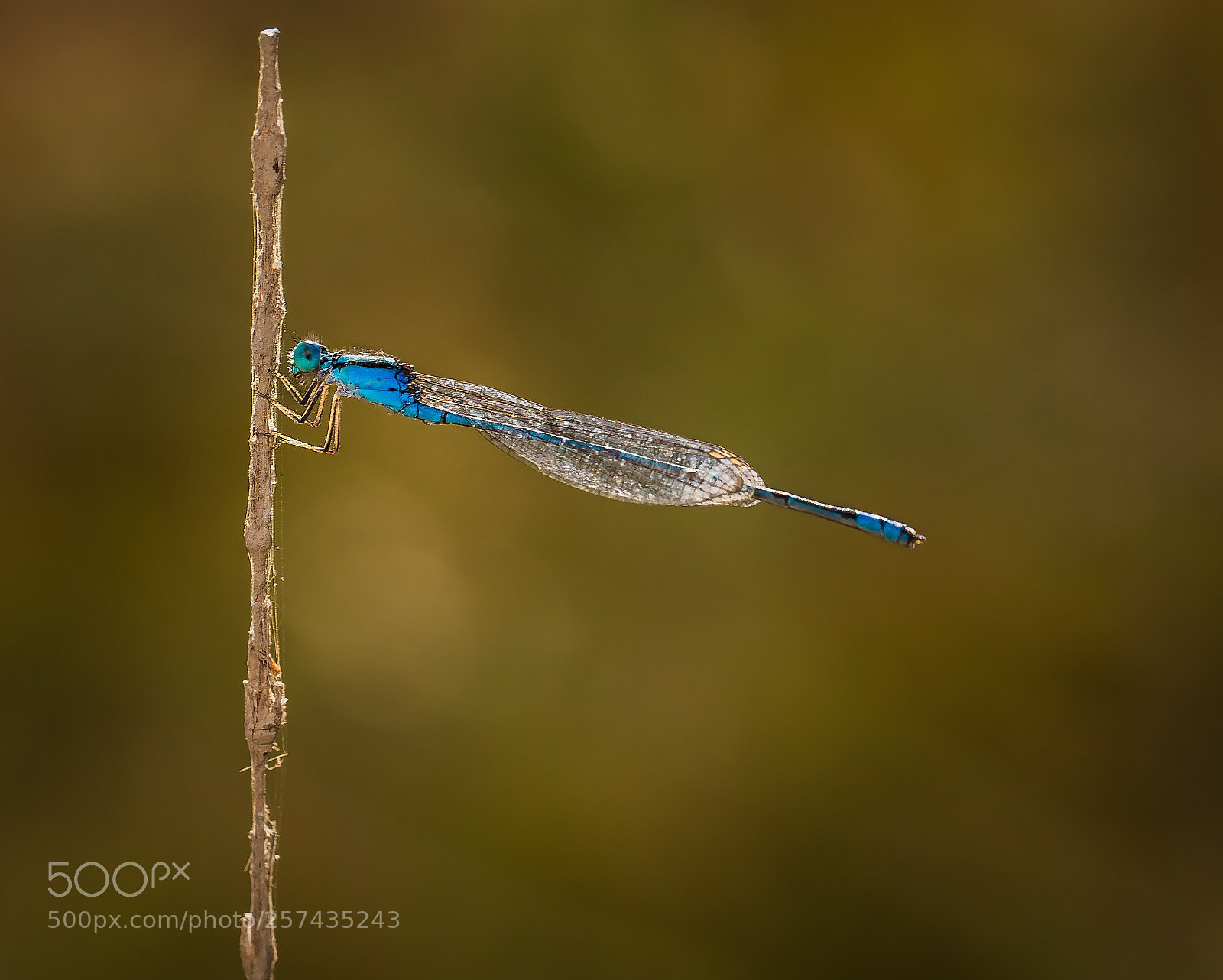 Canon EOS 6D sample photo. Damselfly photography