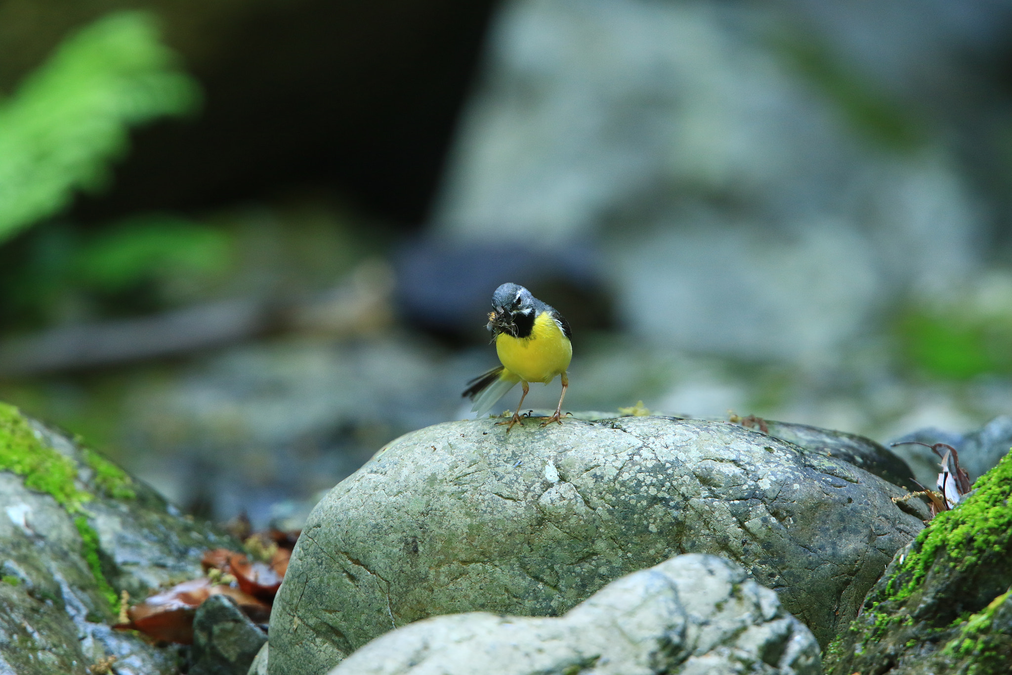 Canon EF 400mm F2.8L IS USM sample photo. Try to eat？ 食べてみる？ photography