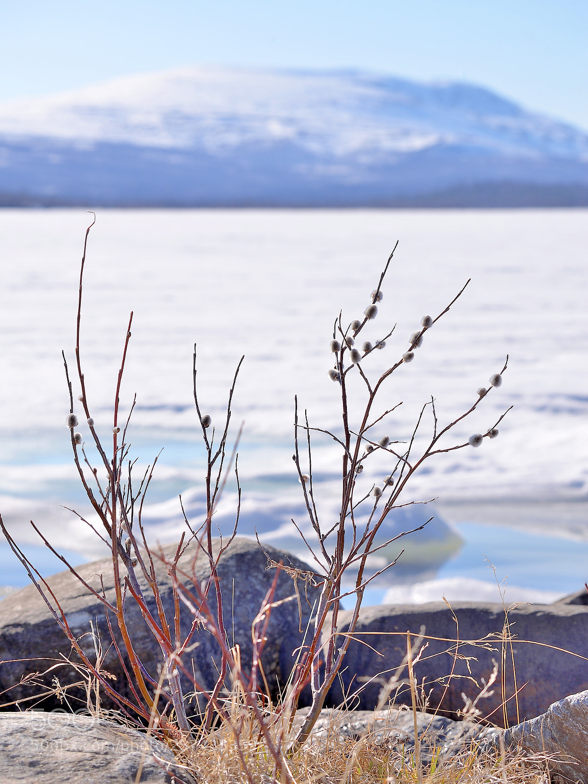 Nikon D610 sample photo. Arctic spring photography