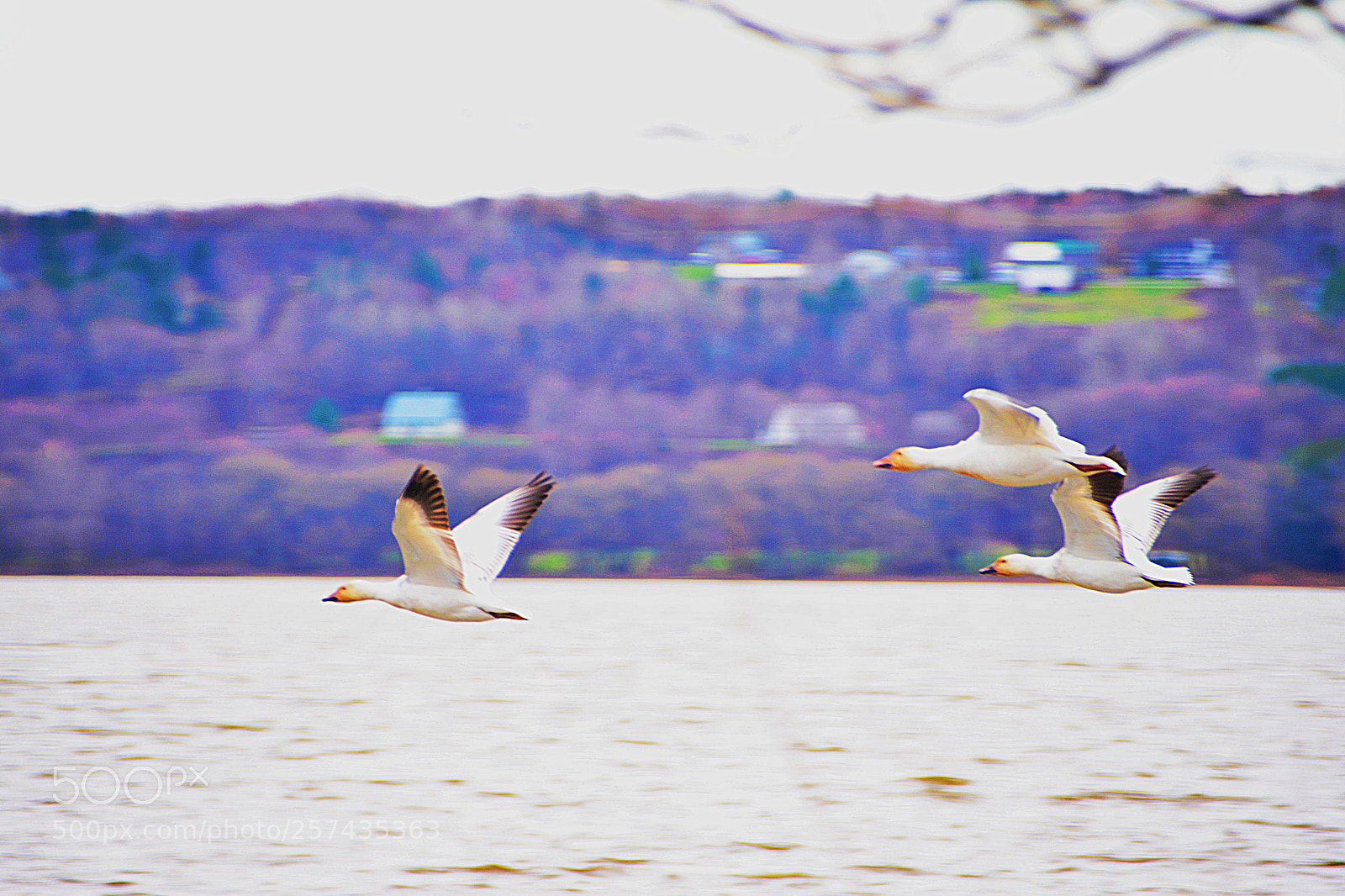 Nikon D7100 sample photo. Le vol photography