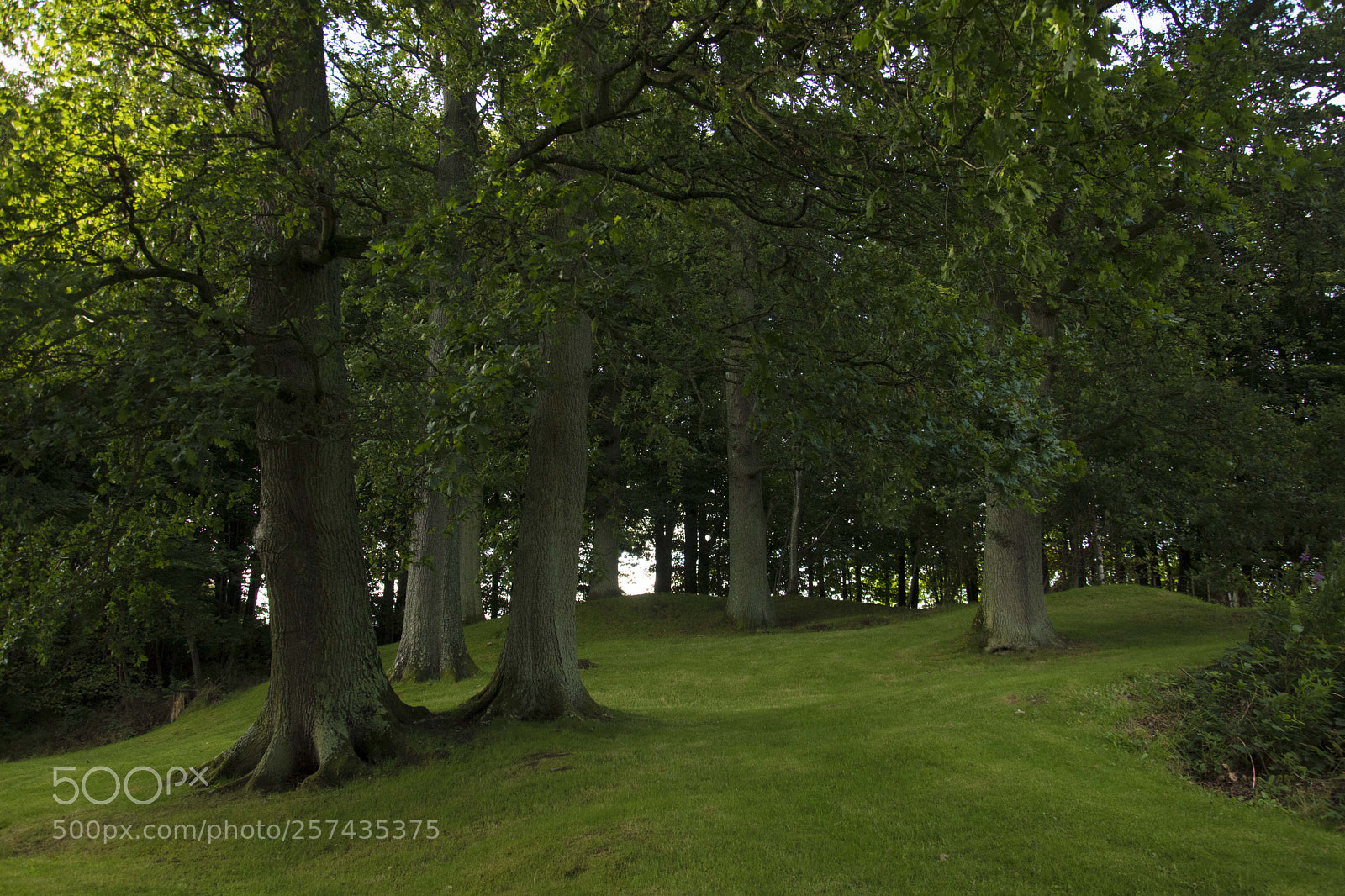Nikon D5500 sample photo. Scottish green photography