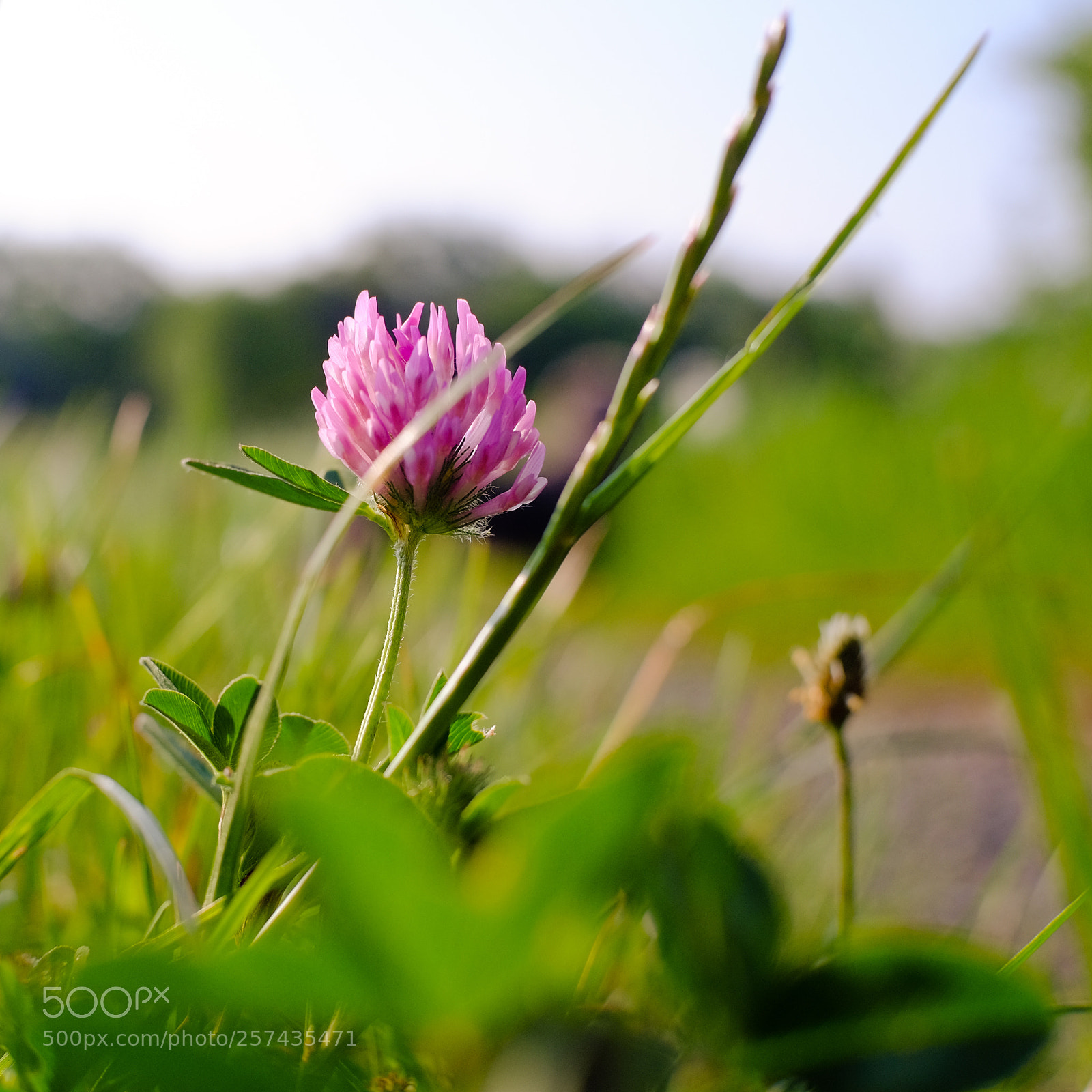 Fujifilm X-T10 sample photo. Clover in the middle photography