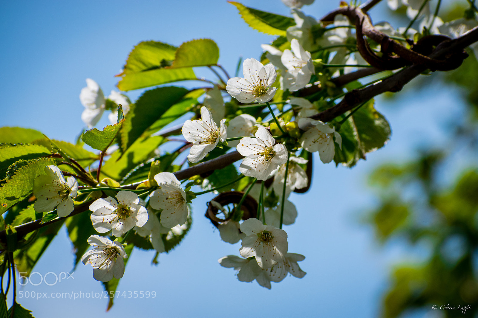 Nikon D5500 sample photo. Cerisier bigarreau en fleur photography