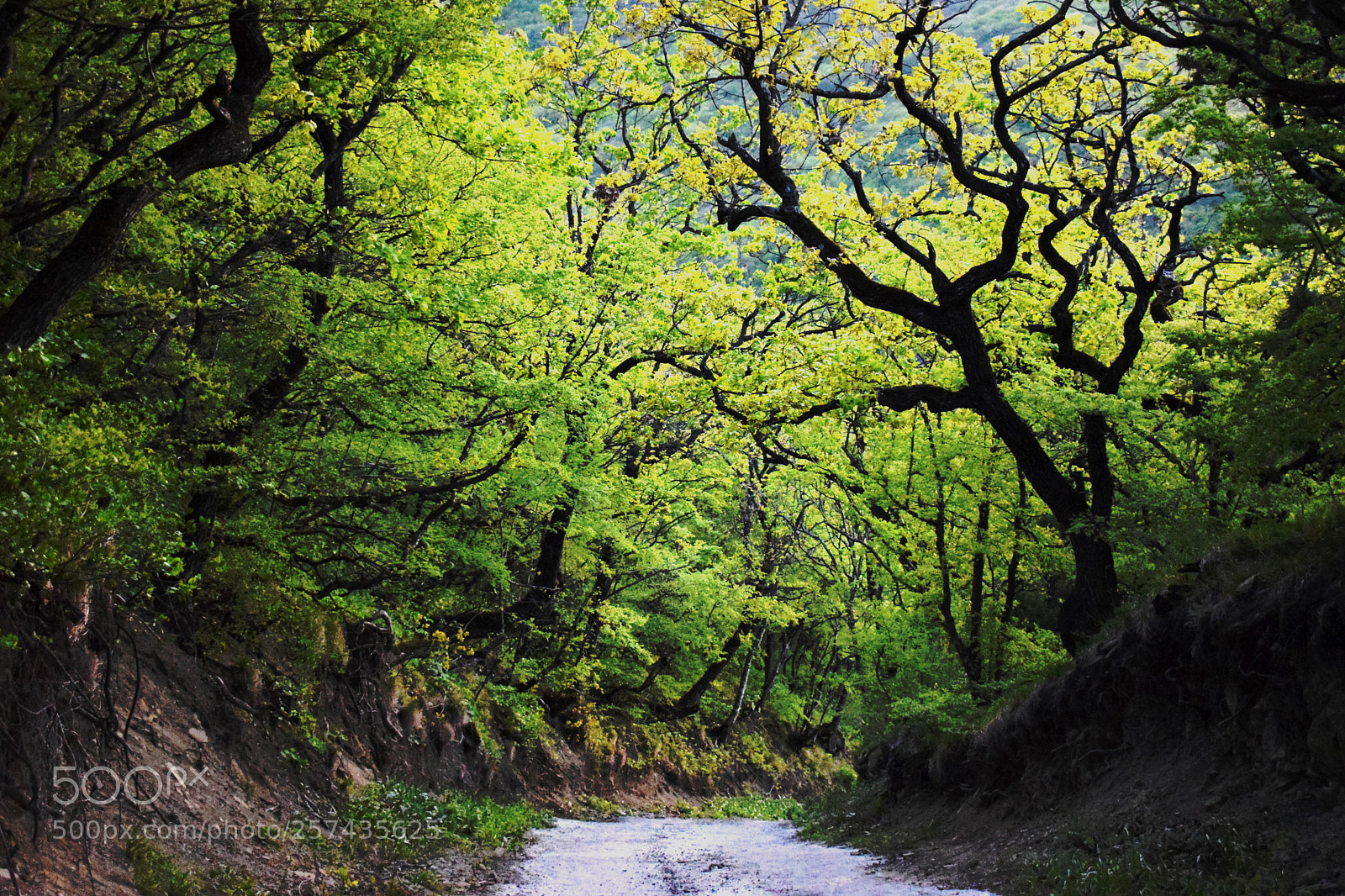 Nikon D5300 sample photo. Somewhere near armazi photography