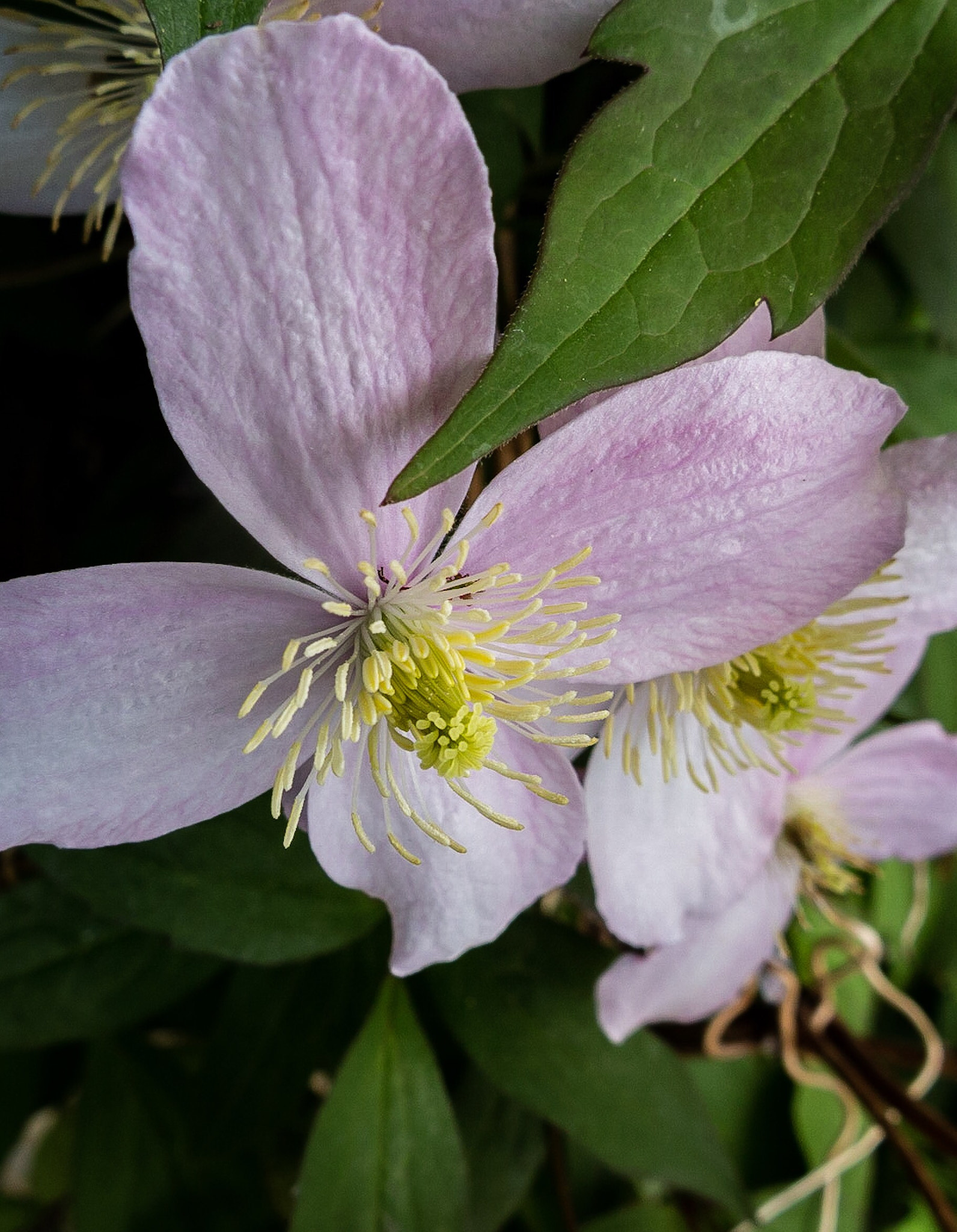 Canon PowerShot G1 X Mark II sample photo. Springing photography