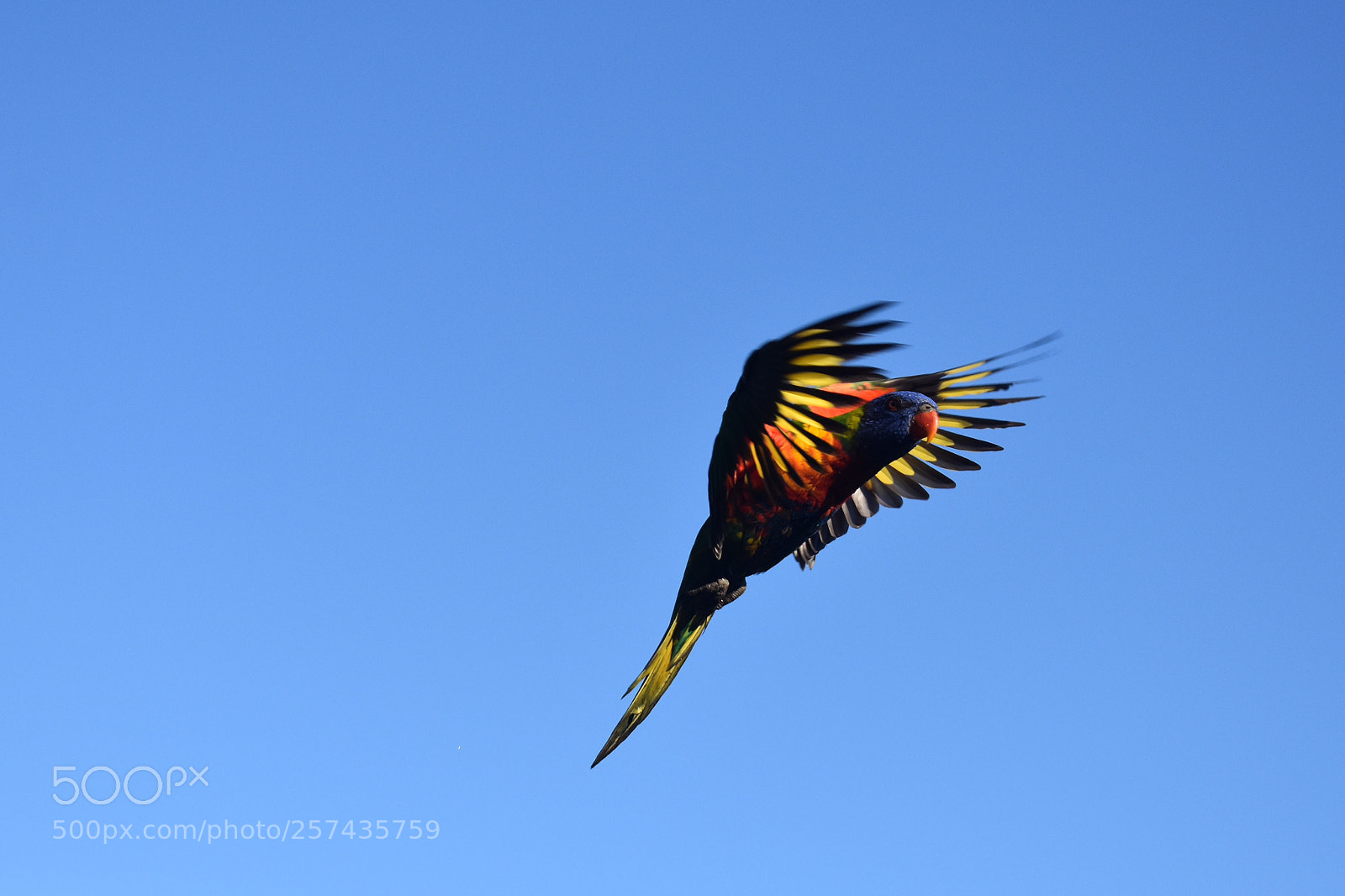 Nikon D3400 sample photo. Watch me soar photography
