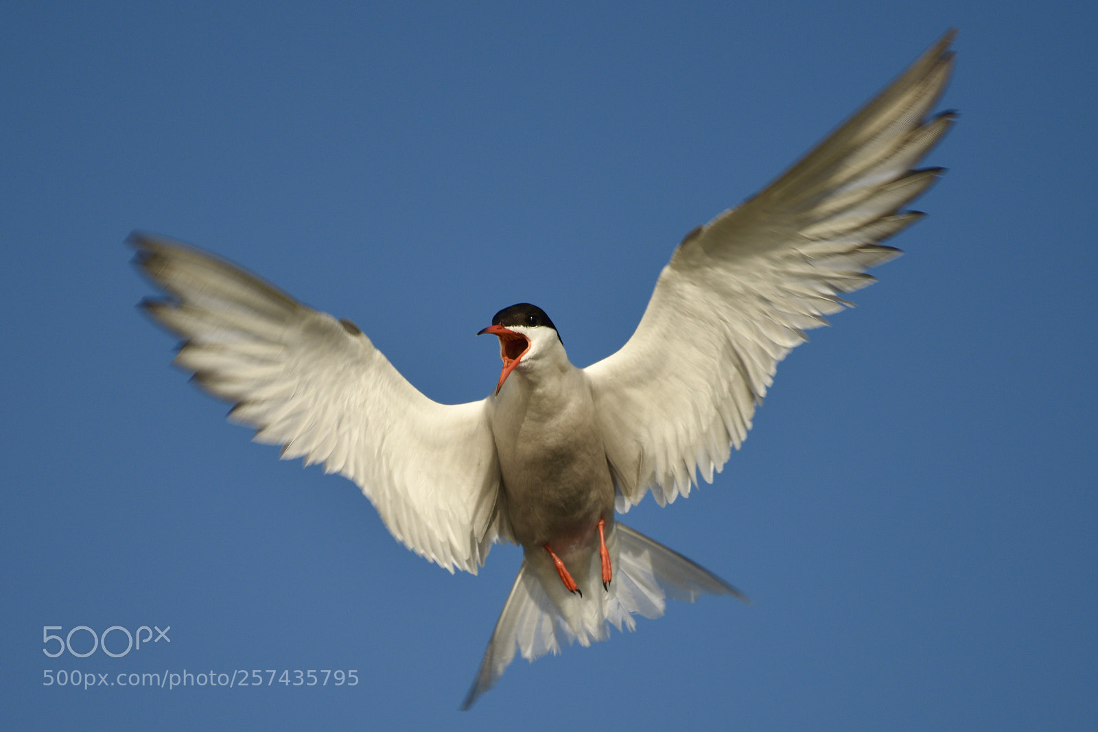 Nikon D810 sample photo. Common tern photography