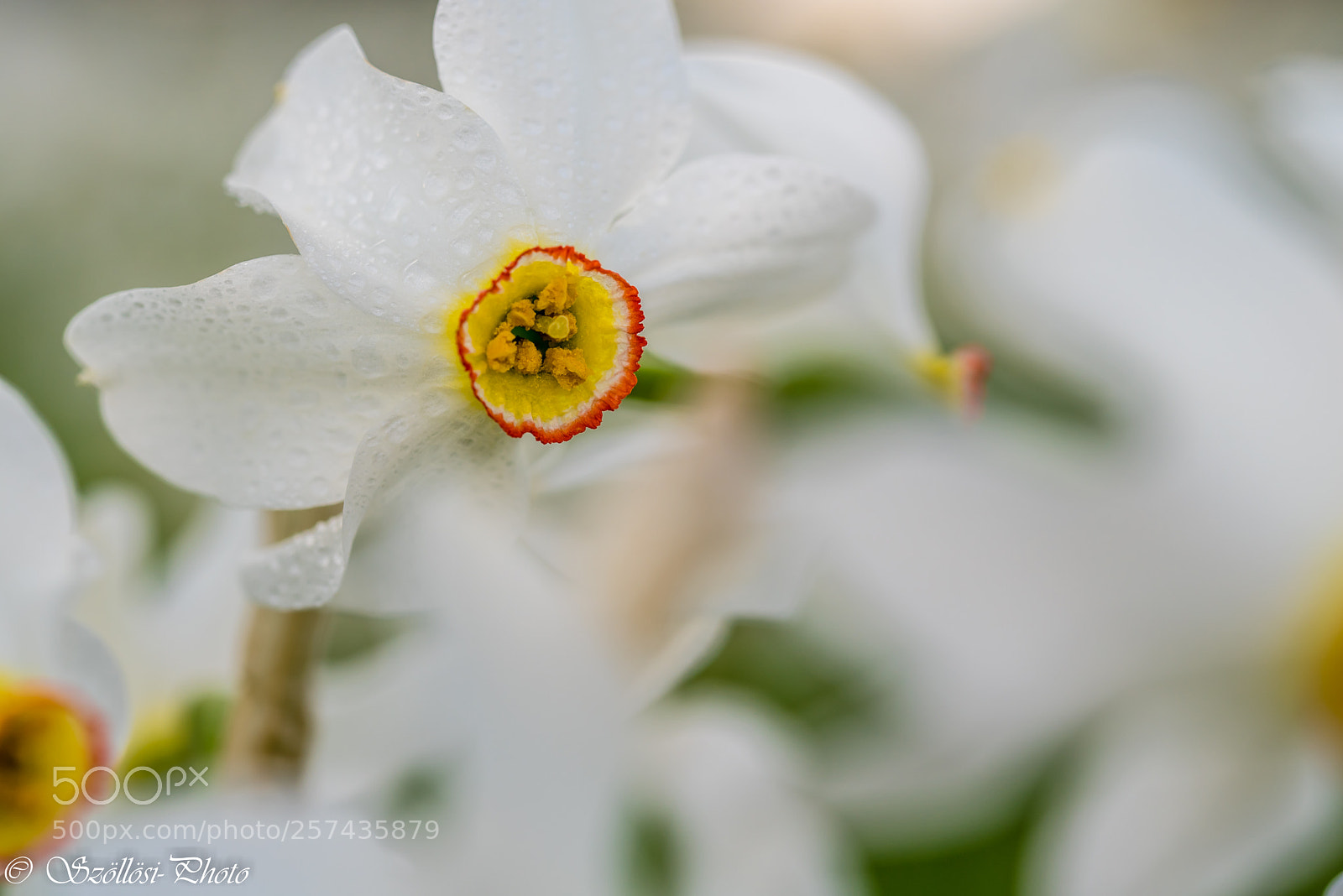 Nikon D750 sample photo. Cockade photography