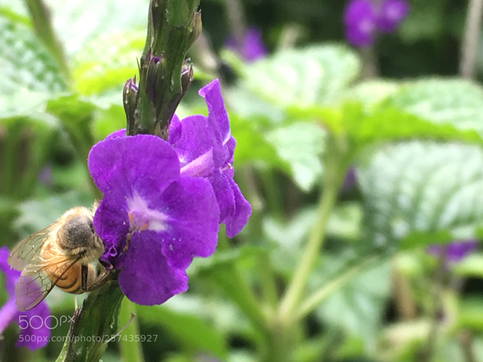 Apple iPhone 6s sample photo. Honey bee photography