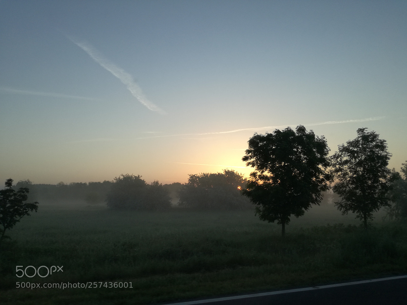 HUAWEI P9 LITE sample photo. The pacman tree eats photography