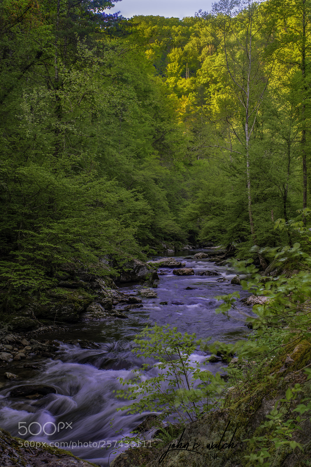 Nikon D5500 sample photo. Smokey mt photography