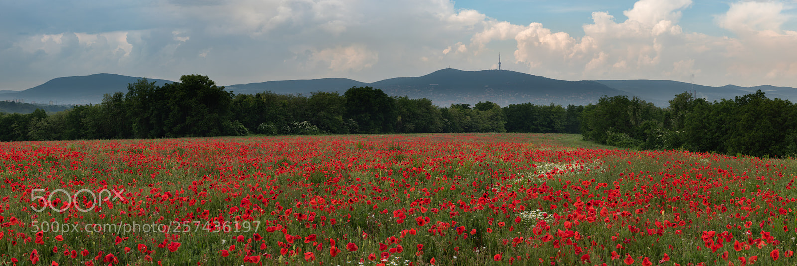 Nikon D750 sample photo. Poppy field photography