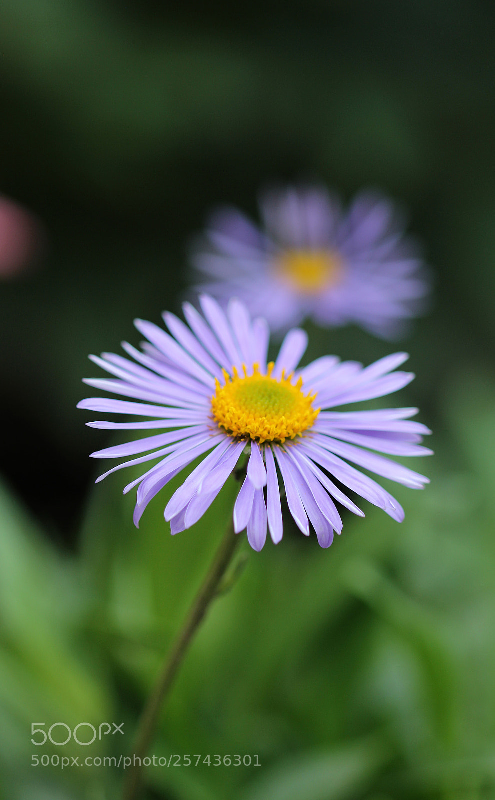 Canon EOS 600D (Rebel EOS T3i / EOS Kiss X5) sample photo. Lilac aster photography