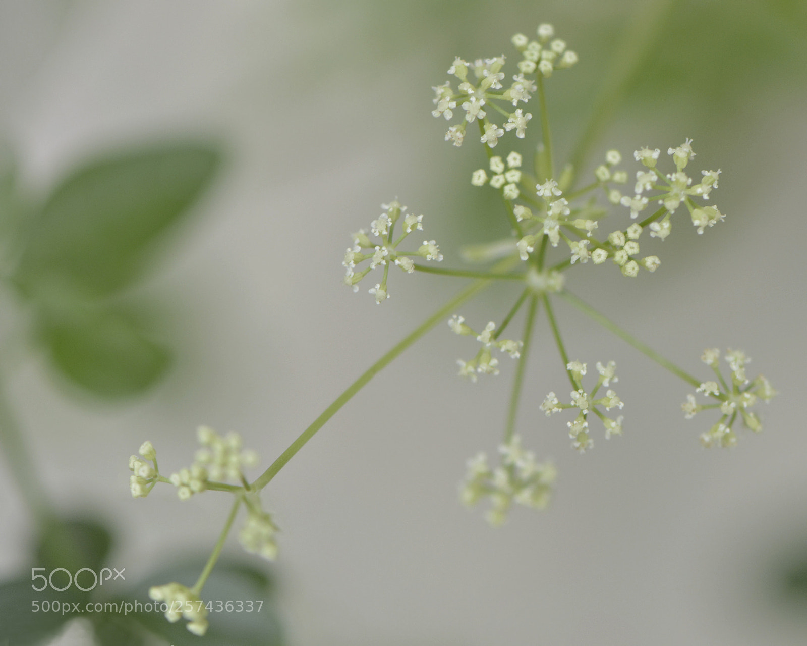 Nikon D7100 sample photo. Celery photography