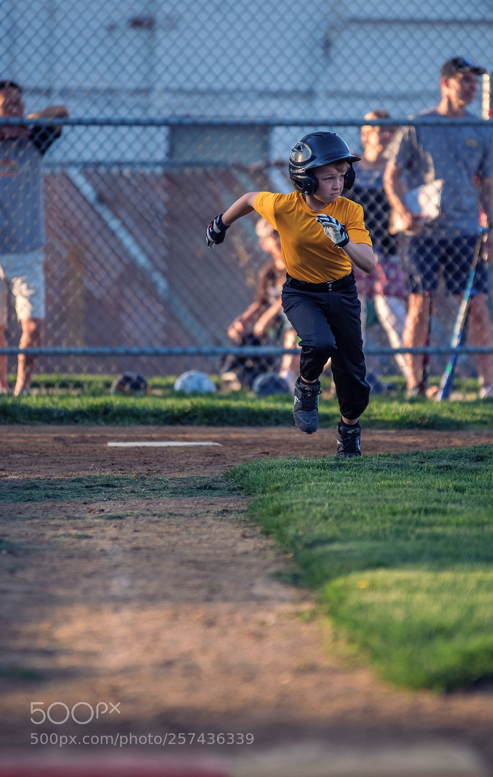 Nikon D810 sample photo. Yellow sox photography