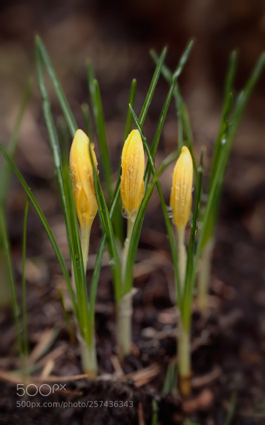 Canon EOS 6D sample photo. Trio photography