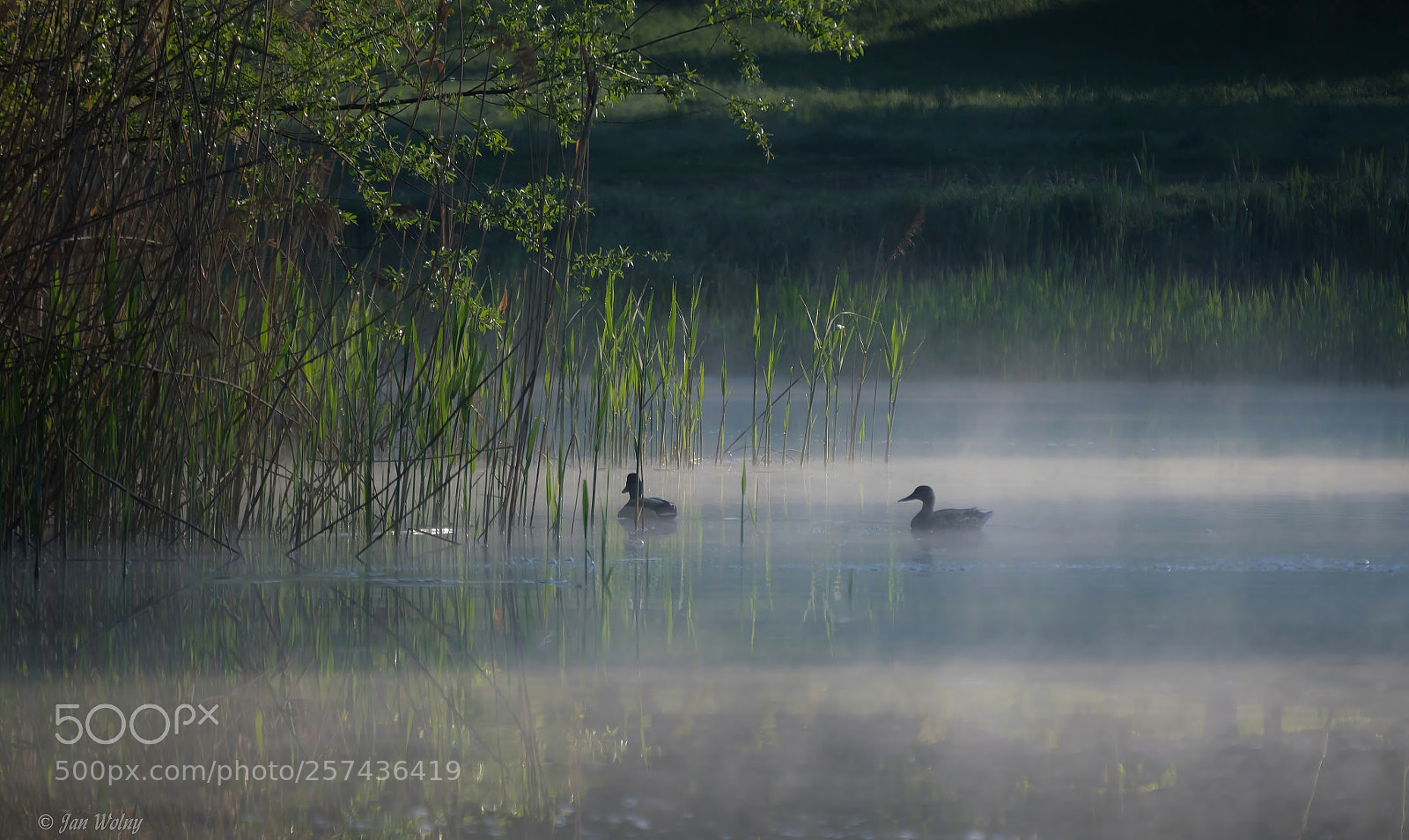 Nikon D3300 sample photo. Duck idyll - iii photography