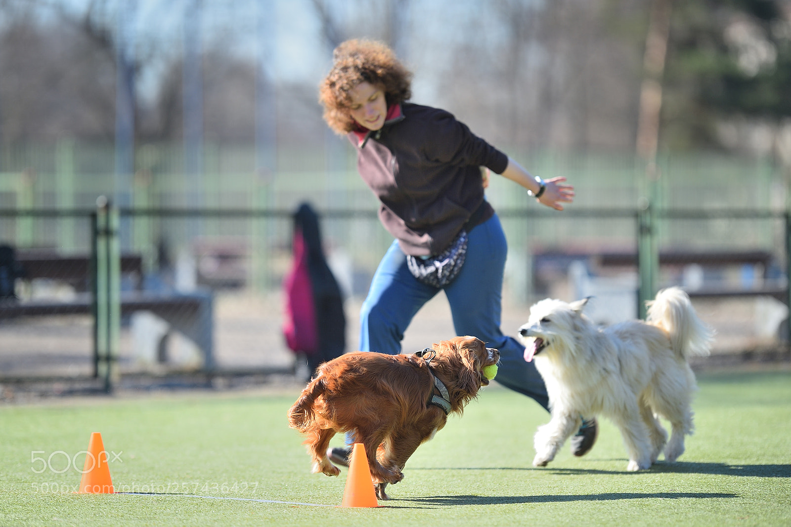 Nikon D4S sample photo. Flyball st.petersburg photography