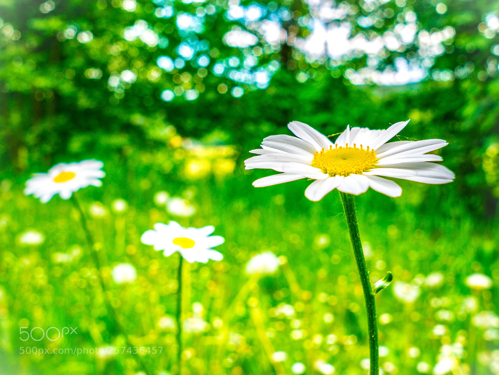 Panasonic Lumix DMC-GX85 (Lumix DMC-GX80 / Lumix DMC-GX7 Mark II) sample photo. Daisy day photography