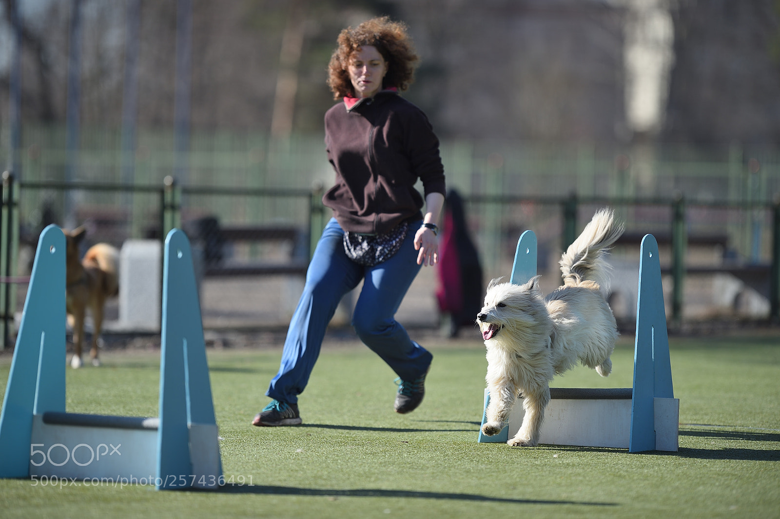 Nikon D4S sample photo. Flyball st.petersburg photography