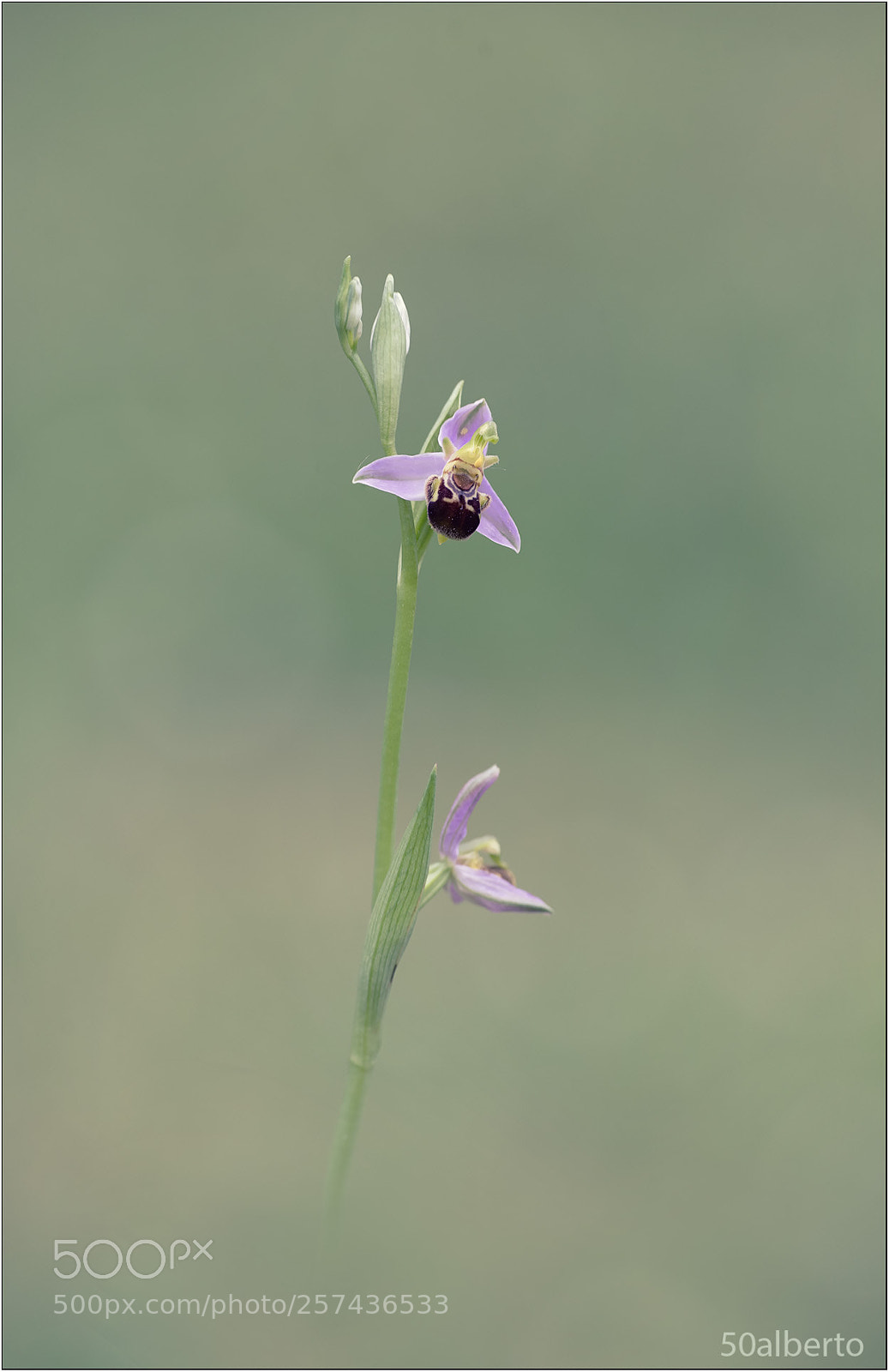 Nikon D610 sample photo. Ophrys apifera photography