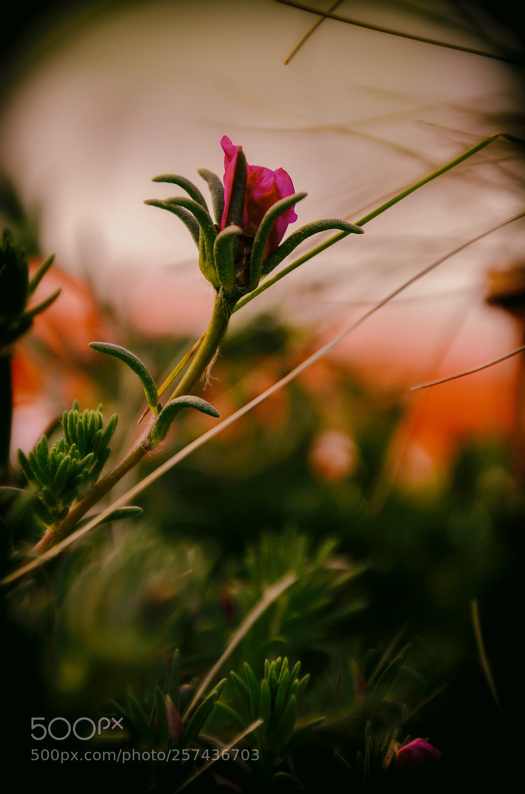 Nikon D7000 sample photo. Colors in a natural photography