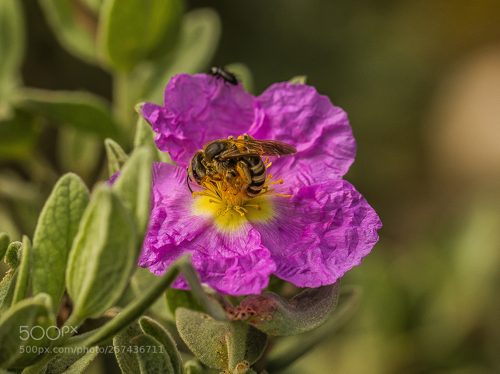 Canon EOS 6D sample photo. Wasp at work photography