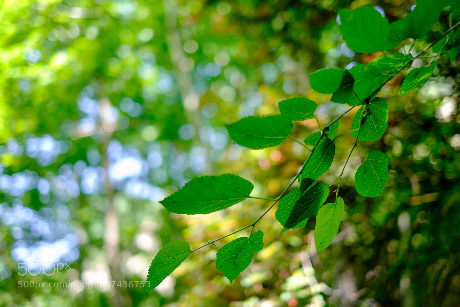 Fujifilm X-T1 sample photo. Nature photography