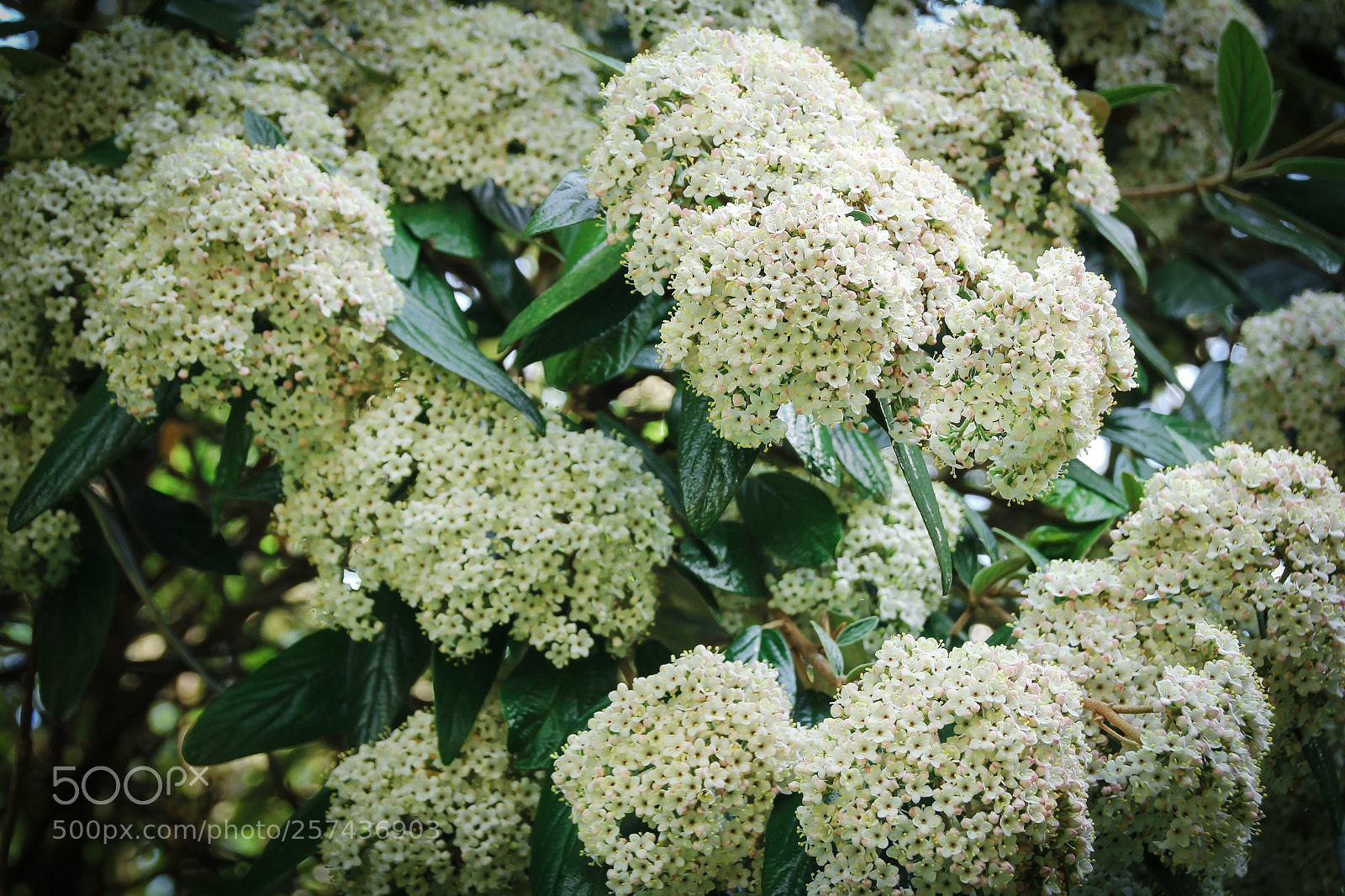 Canon EOS 60D sample photo. Flowering spirea with white photography