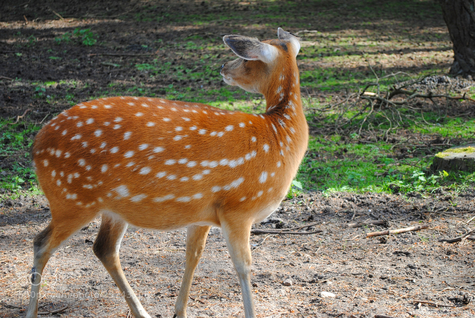 Nikon D3000 sample photo. Deer photography