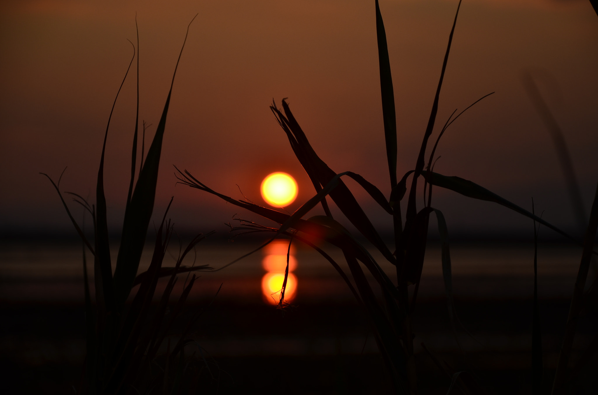 Nikon D7000 sample photo. Sol photography