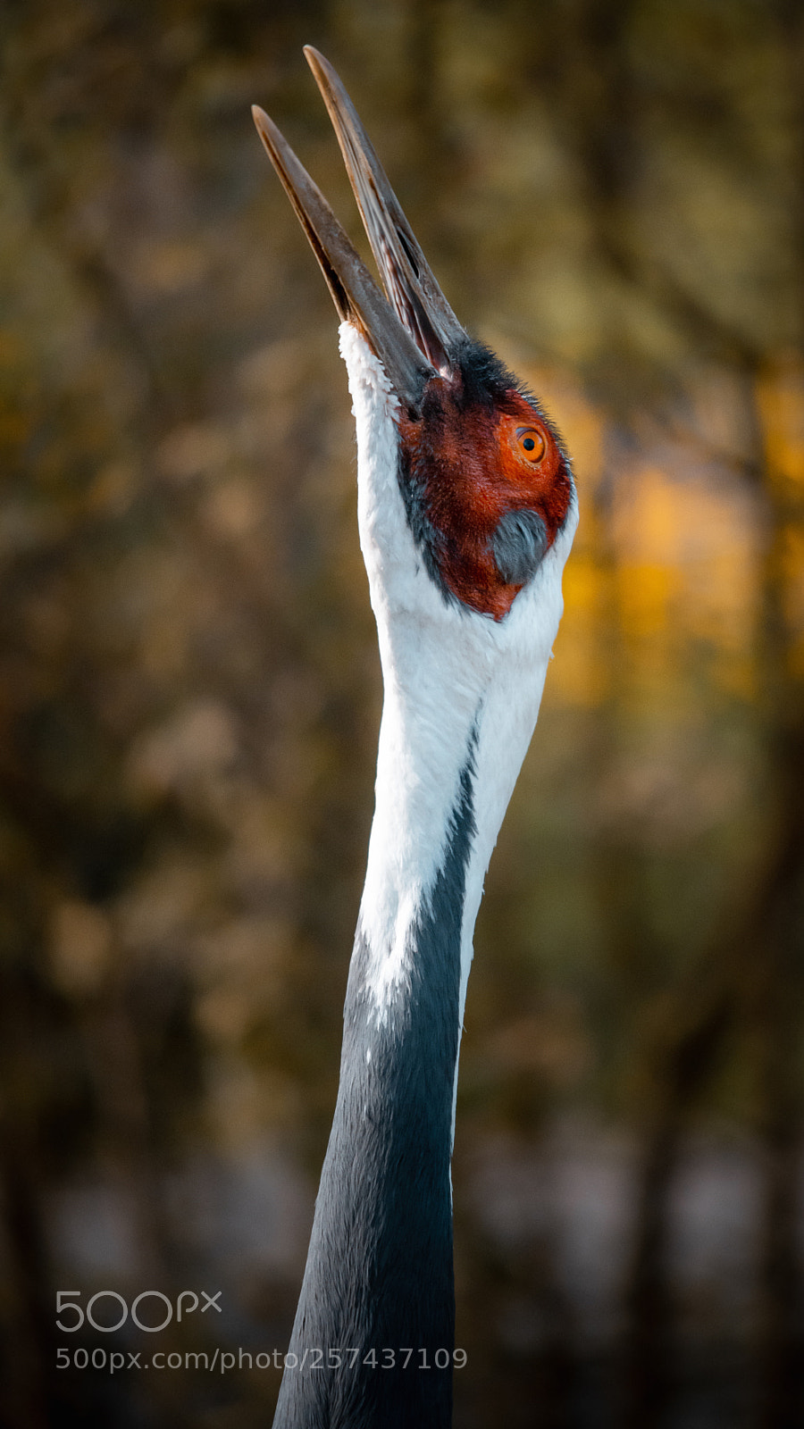 Nikon D750 sample photo. White-naped crane photography