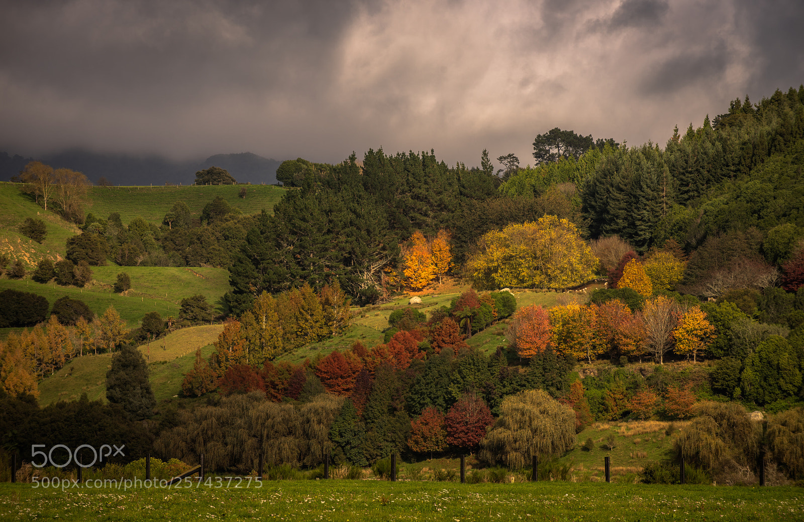Nikon D810 sample photo. Autumn is here photography