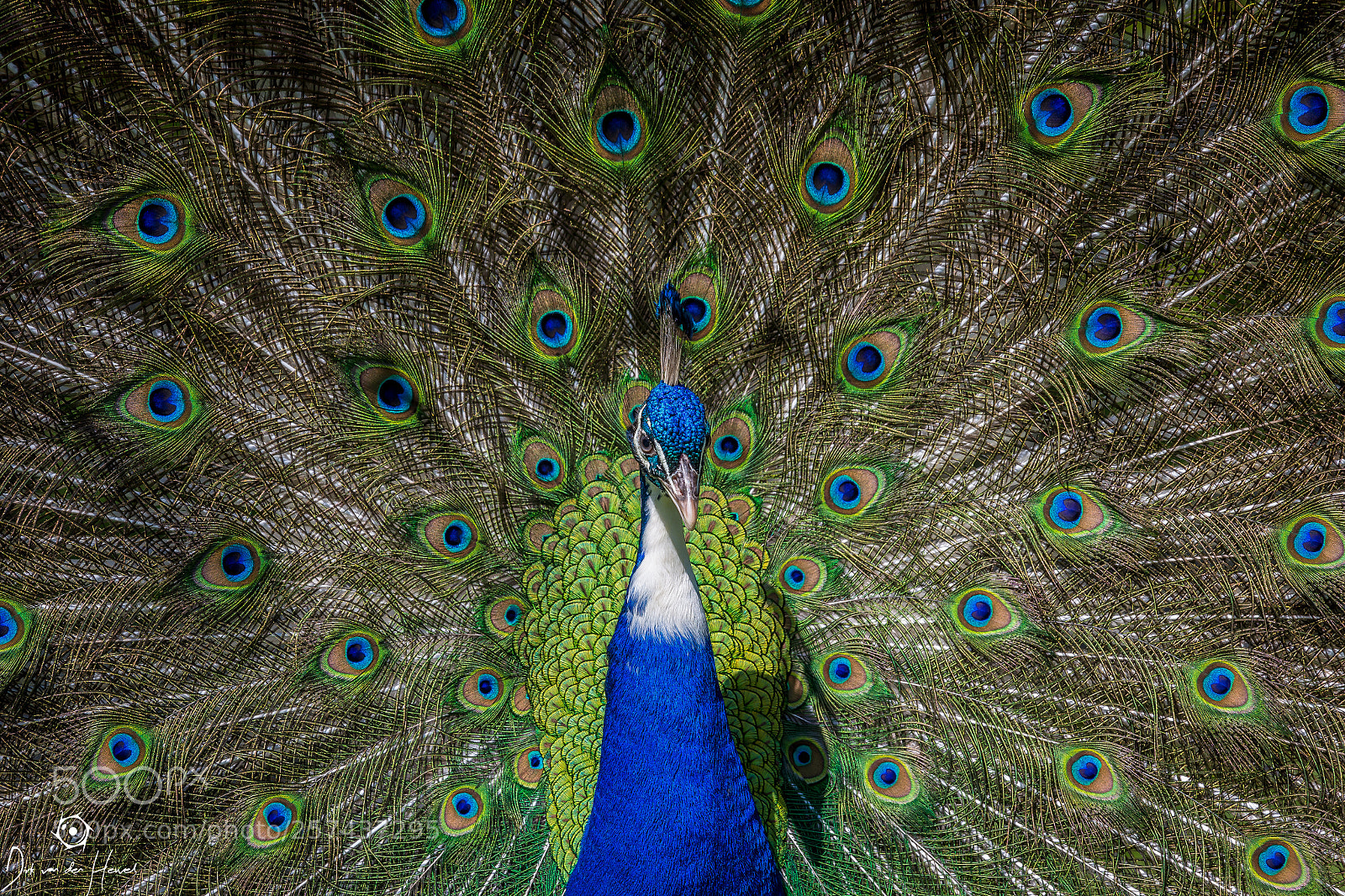 Canon EOS 6D sample photo. Peacock photography