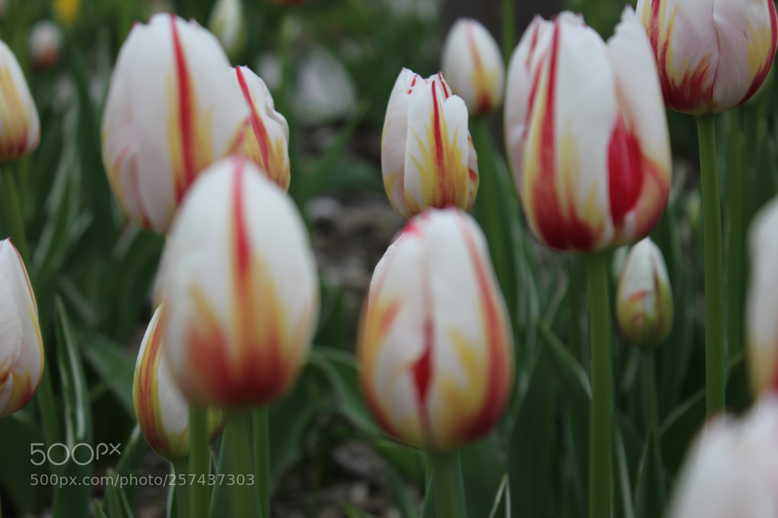 Canon EOS 550D (EOS Rebel T2i / EOS Kiss X4) sample photo. Tulips edward's gardens, toronto photography