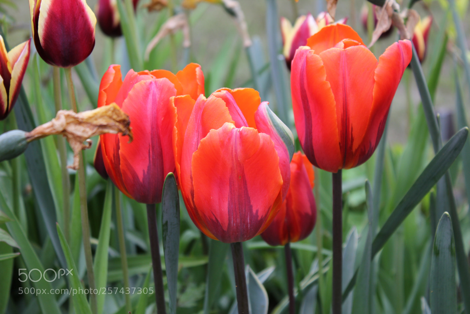Canon EOS 550D (EOS Rebel T2i / EOS Kiss X4) sample photo. Tulips edward's gardens, toronto photography