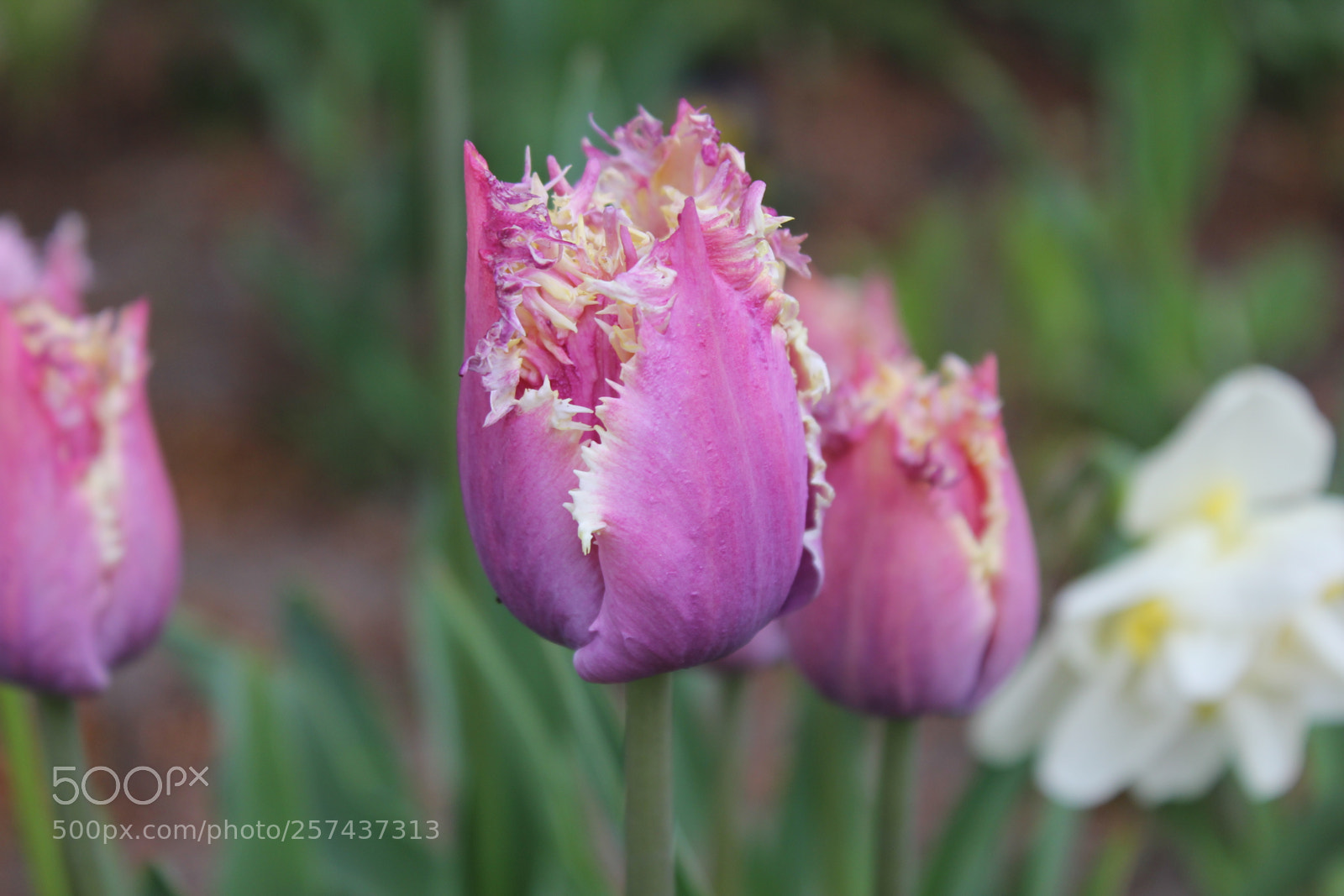 Canon EOS 550D (EOS Rebel T2i / EOS Kiss X4) sample photo. Tulips edward's gardens, toronto photography