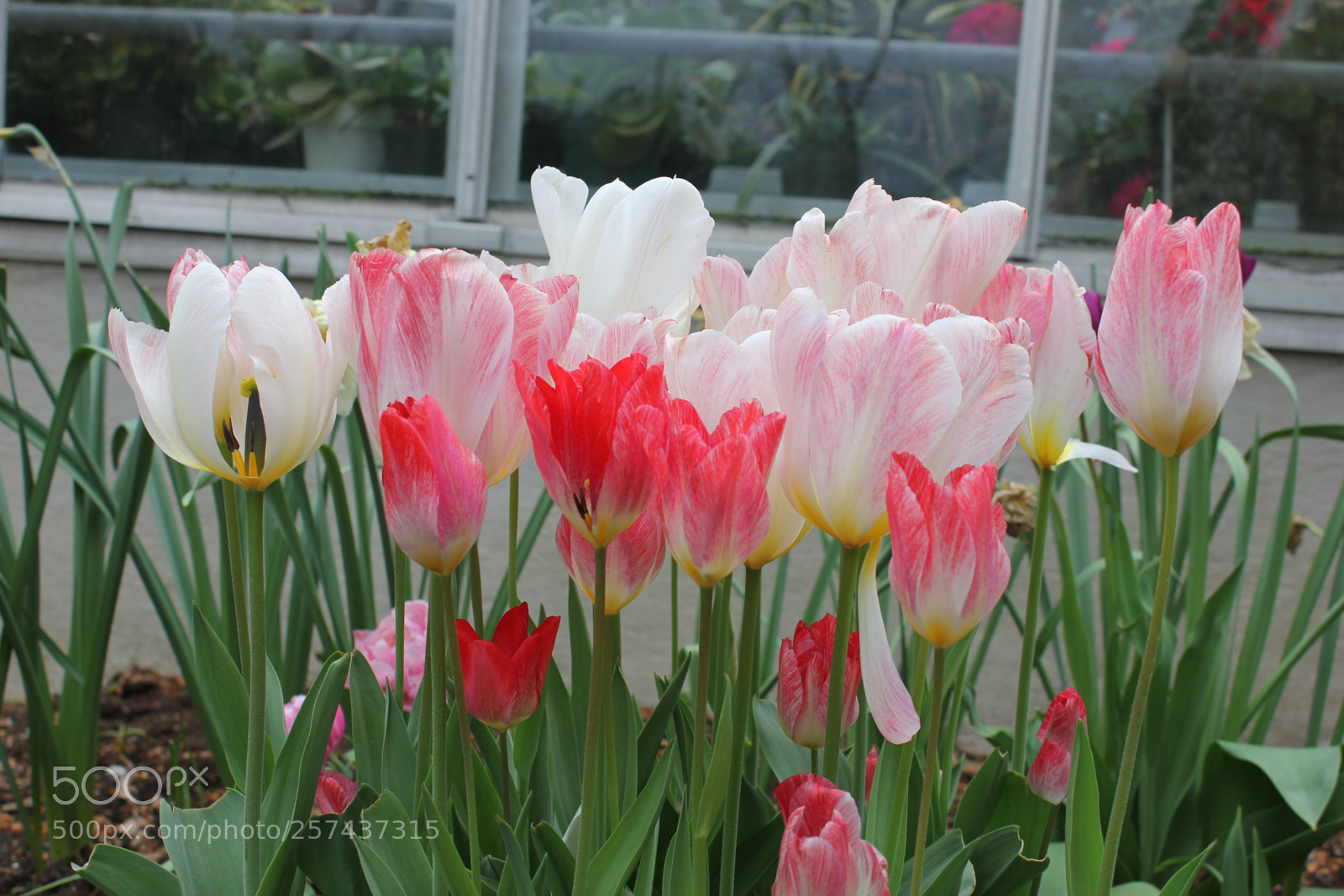 Canon EOS 550D (EOS Rebel T2i / EOS Kiss X4) sample photo. Tulips edward's gardens, toronto photography