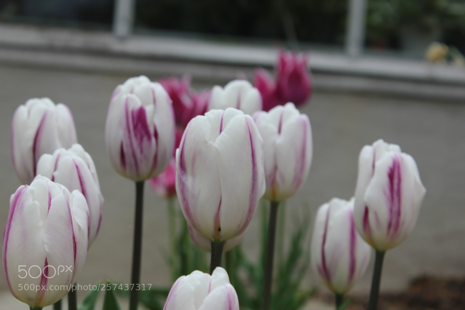 Canon EOS 550D (EOS Rebel T2i / EOS Kiss X4) sample photo. Tulips edward's gardens, toronto photography