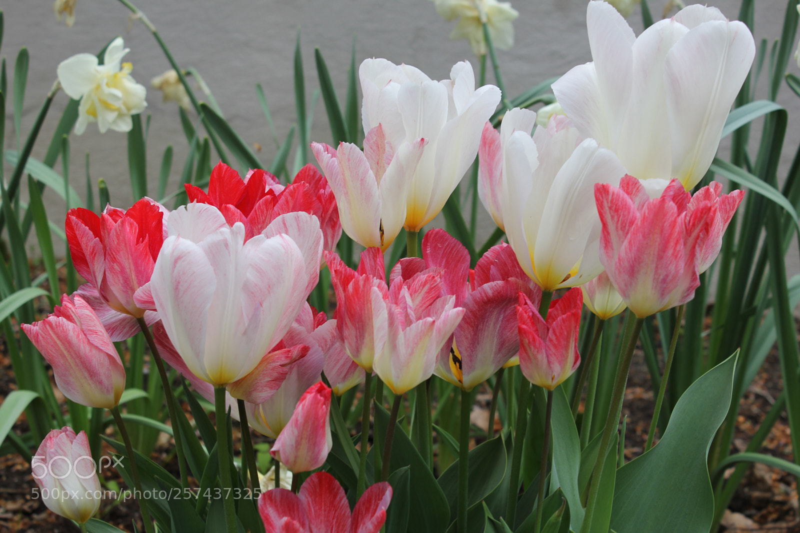 Canon EOS 550D (EOS Rebel T2i / EOS Kiss X4) sample photo. Tulips edward's gardens, toronto photography