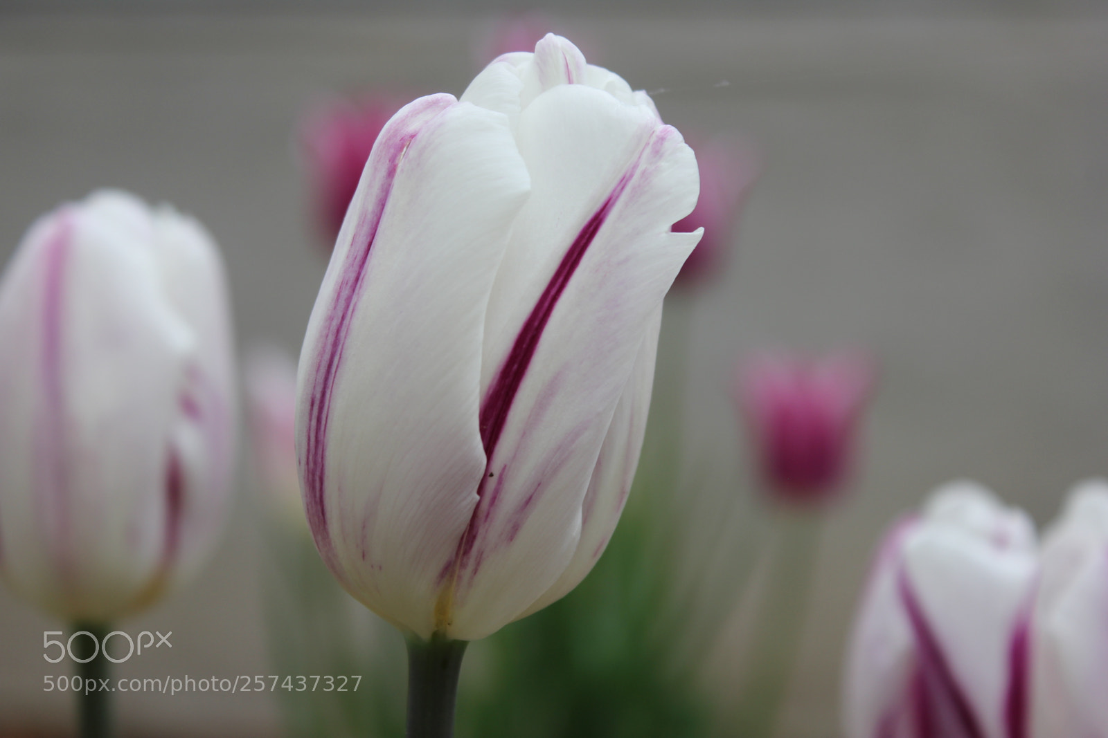 Canon EOS 550D (EOS Rebel T2i / EOS Kiss X4) sample photo. Tulips edward's gardens, toronto photography