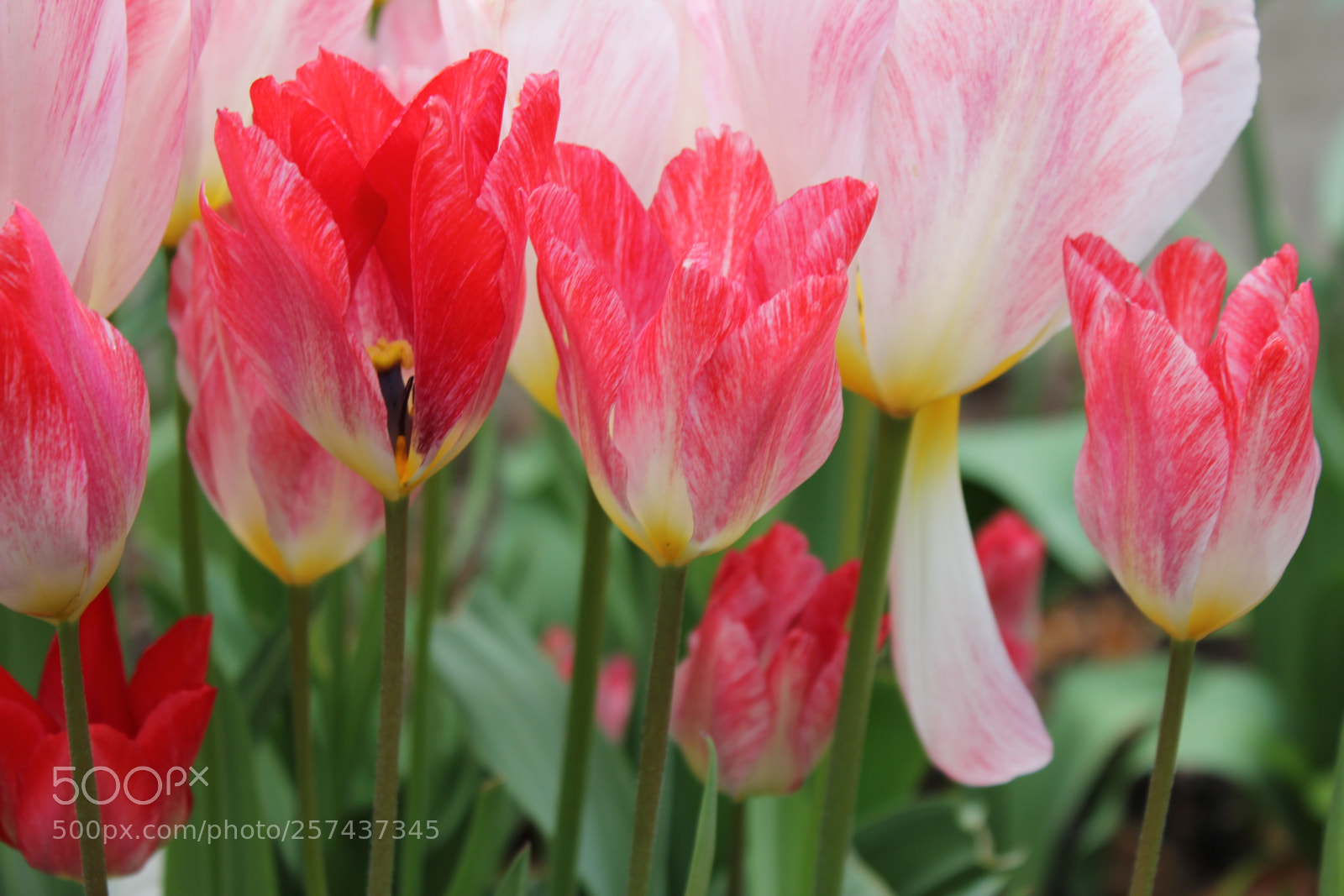 Canon EOS 550D (EOS Rebel T2i / EOS Kiss X4) sample photo. Tulips edward's gardens, toronto photography