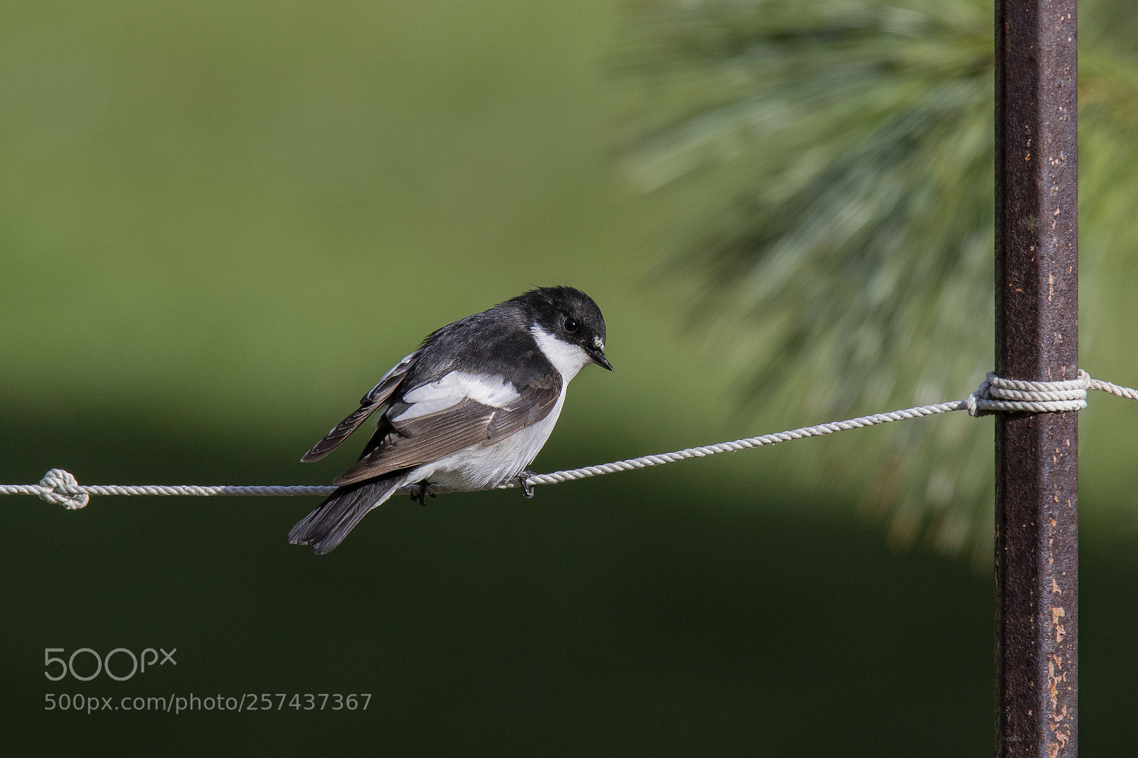 Canon EOS 7D Mark II sample photo. European pied flycatcher ficedula photography