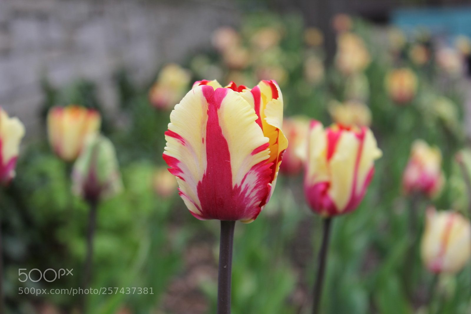 Canon EOS 550D (EOS Rebel T2i / EOS Kiss X4) sample photo. Tulips edward's gardens, toronto photography