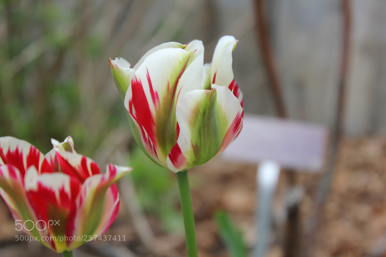 Canon EOS 550D (EOS Rebel T2i / EOS Kiss X4) sample photo. Tulips edward's gardens, toronto photography